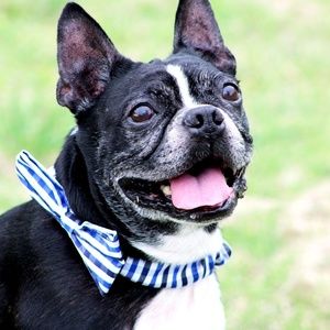 Surgery fund for Rocky